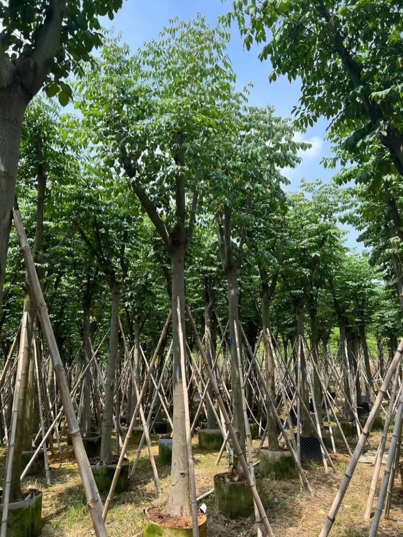 国庆花（黄山栾树）12～18公分基地直销欢迎来电咨询