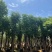 国庆花（黄山栾树）12～18公分基地直销欢迎来电咨询