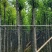 复绿香樟树5～12公分基地直销欢迎来电咨询合作