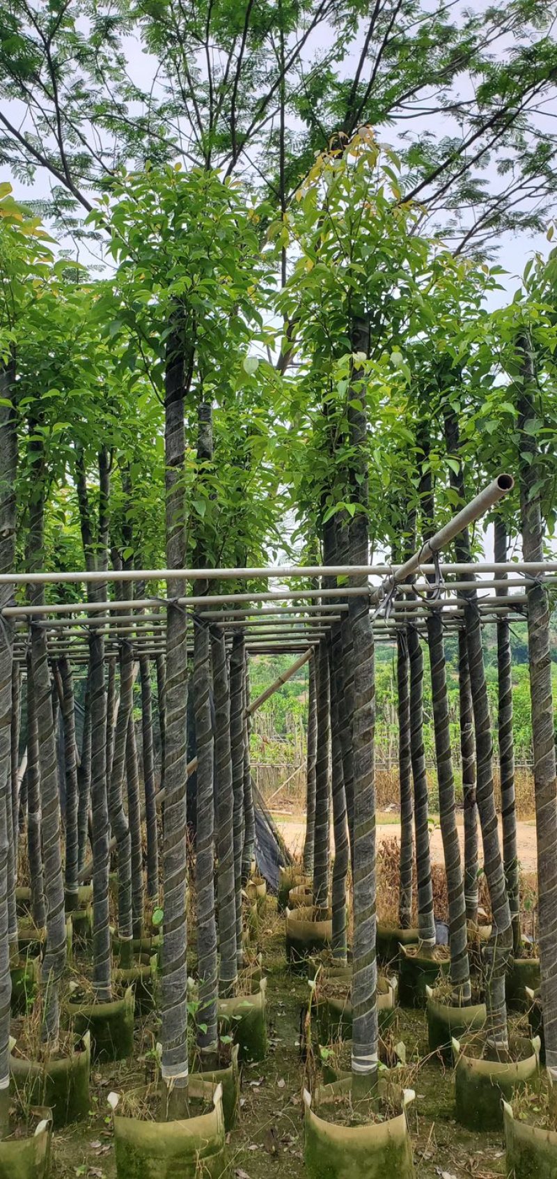 复绿香樟树5～12公分基地直销欢迎来电咨询合作