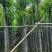 复绿香樟树5～12公分基地直销欢迎来电咨询合作