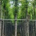 复绿香樟树5～12公分基地直销欢迎来电咨询合作