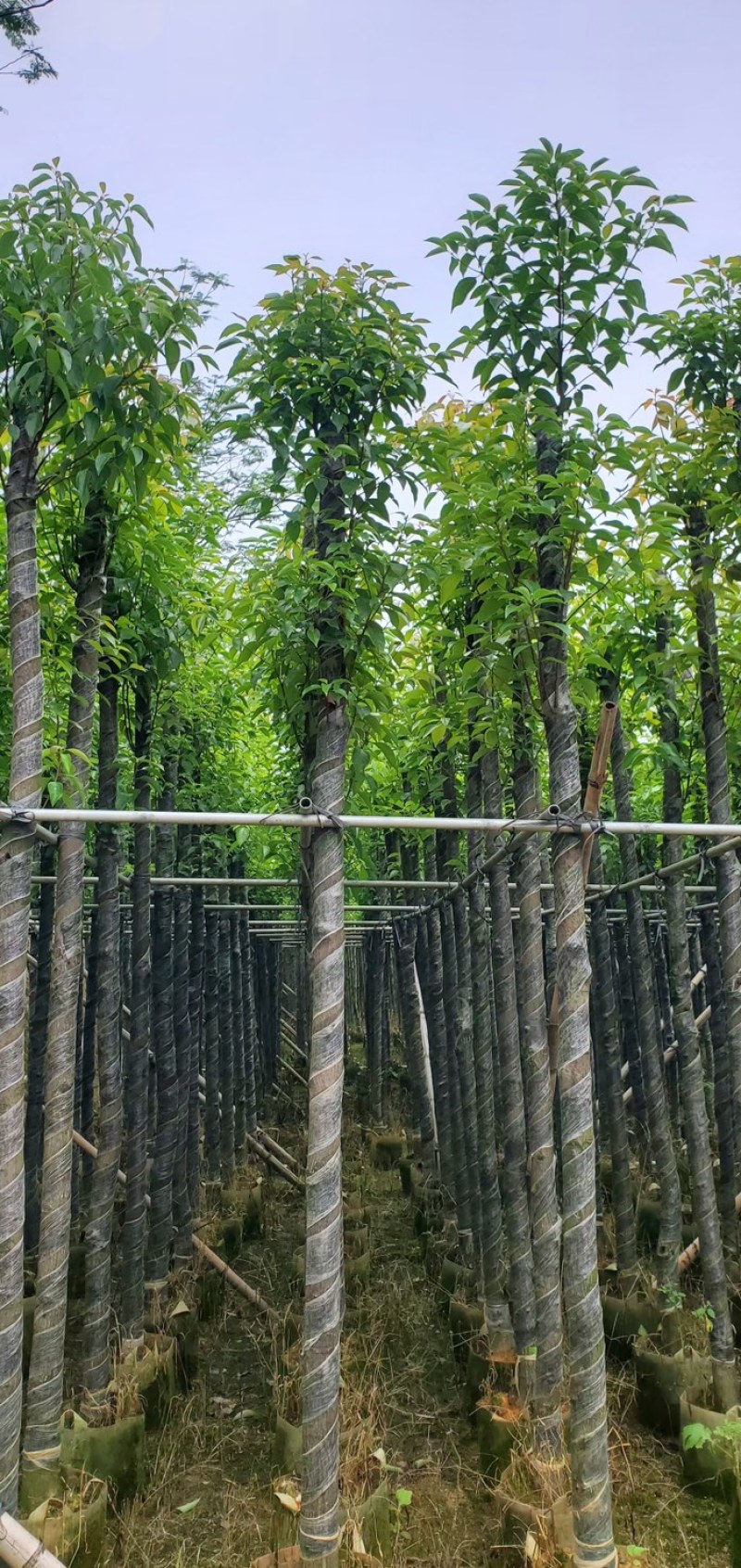复绿香樟树5～12公分基地直销欢迎来电咨询合作