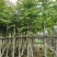 枫香5～12公分基地直销规格齐全质量优欢迎来电咨询