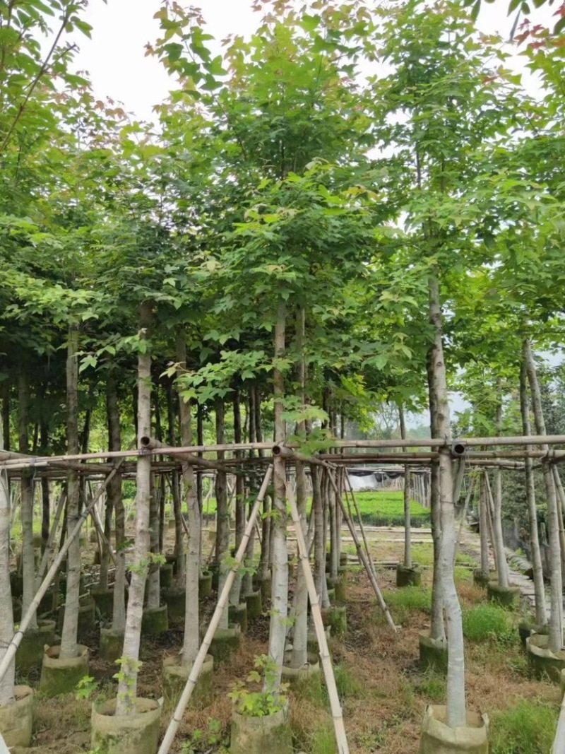 枫香5～12公分基地直销规格齐全质量优欢迎来电咨询