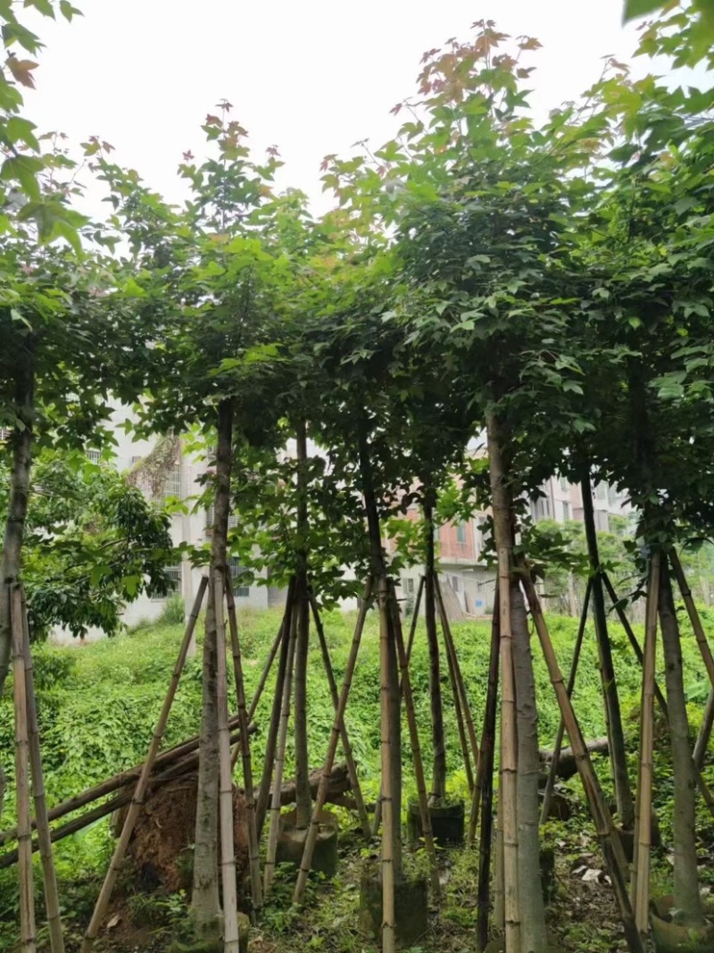 枫香5～12公分基地直销规格齐全质量优欢迎来电咨询