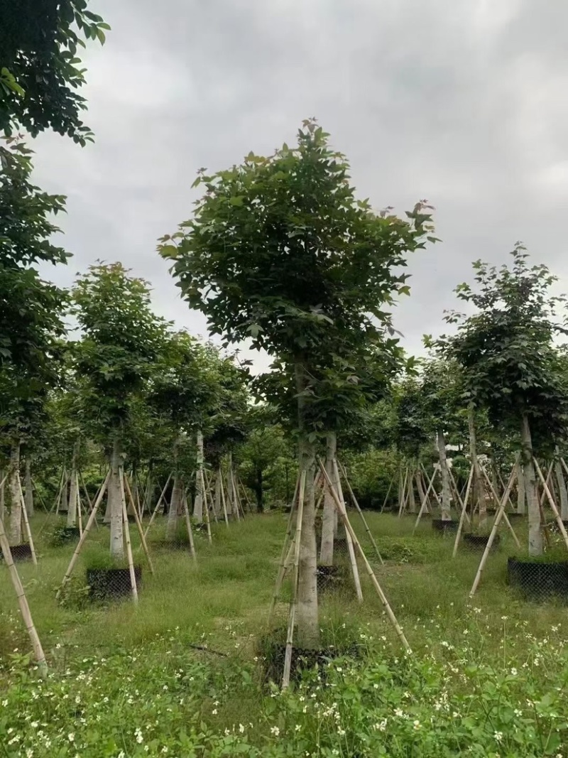 枫香5～12公分基地直销规格齐全质量优欢迎来电咨询