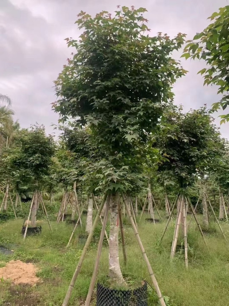 枫香5～12公分基地直销规格齐全质量优欢迎来电咨询