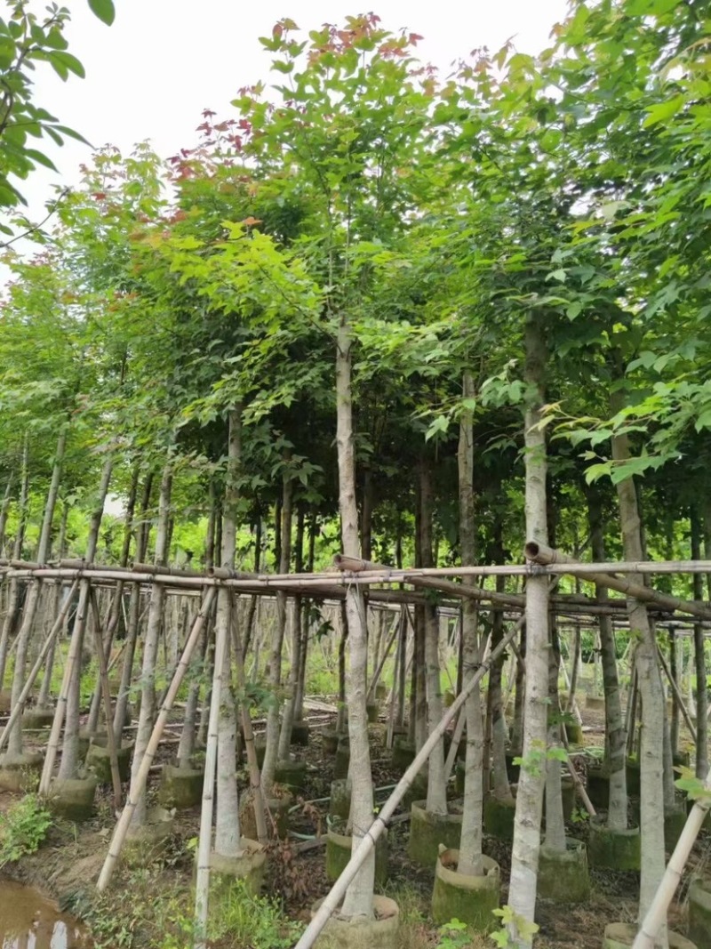 枫香5～12公分基地直销规格齐全质量优欢迎来电咨询