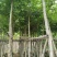 枫香5～12公分基地直销规格齐全质量优欢迎来电咨询