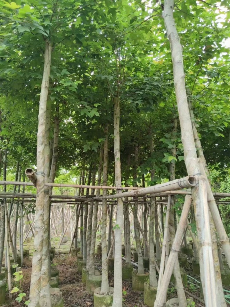 枫香5～12公分基地直销规格齐全质量优欢迎来电咨询