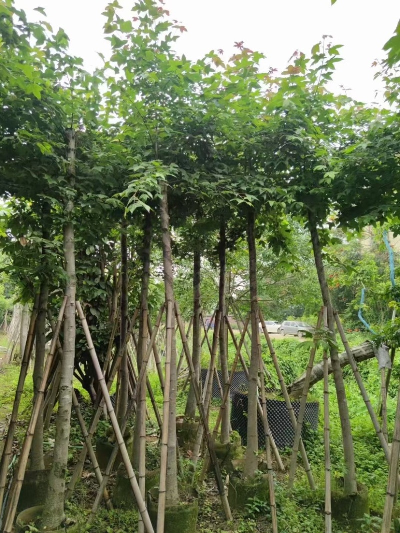 枫香5～12公分基地直销规格齐全质量优欢迎来电咨询