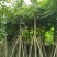 枫香5～12公分基地直销规格齐全质量优欢迎来电咨询