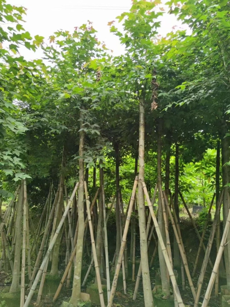 枫香5～12公分基地直销规格齐全质量优欢迎来电咨询
