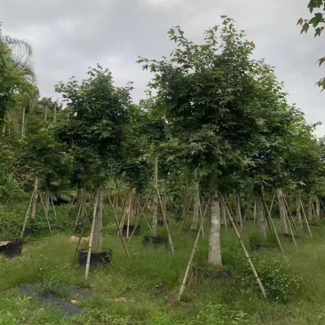 枫香5～12公分基地直销规格齐全质量优欢迎来电咨询