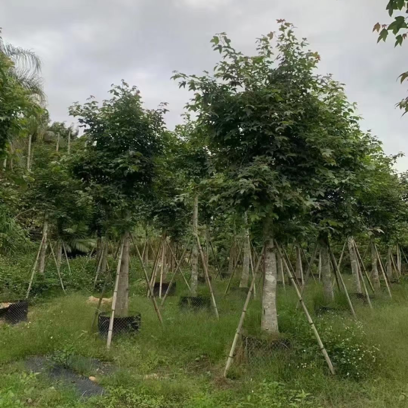 枫香5～12公分基地直销规格齐全质量优欢迎来电咨询