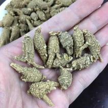 美国威州野生花旗泡参精选1.5圆粒礼盒礼袋装代切片磨超细