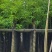 复绿，绿化工程香樟基地直销规格齐全欢迎来电咨询合作