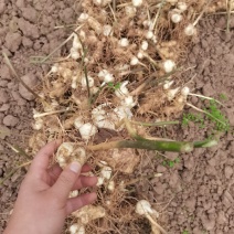 黄精芽头川黄精姜型甜黄精老虎姜种芽头