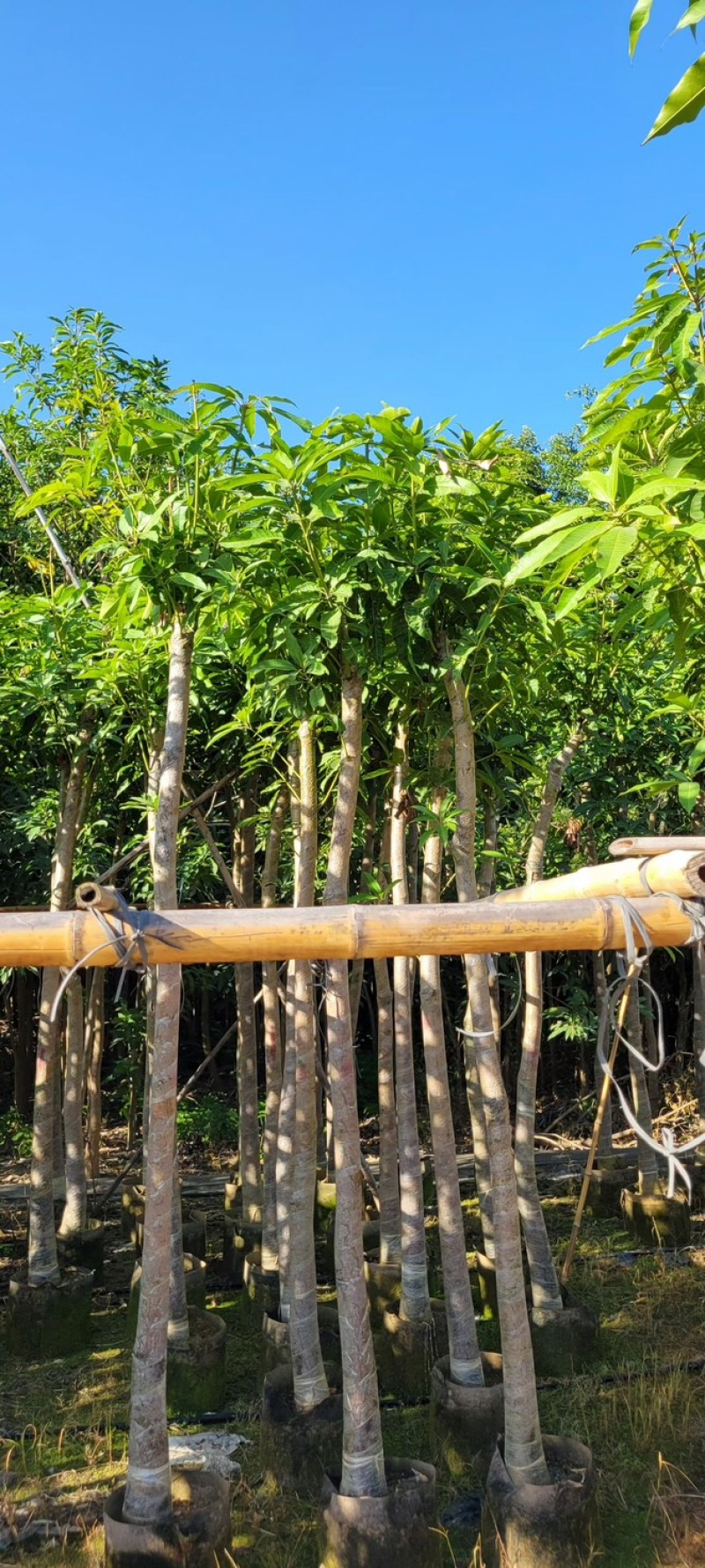 芒果树4～8基地直销规格齐全质量优欢迎来电咨询合作