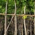 芒果树4～8基地直销规格齐全质量优欢迎来电咨询合作