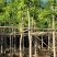 芒果树4～8基地直销规格齐全质量优欢迎来电咨询合作