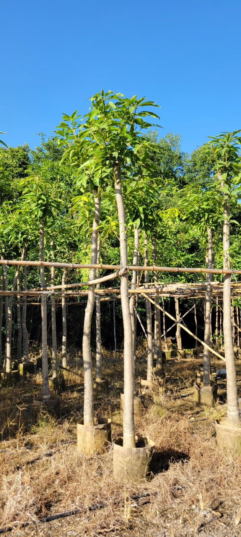 芒果树4～8基地直销规格齐全质量优欢迎来电咨询合作