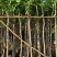 芒果树4～8基地直销规格齐全质量优欢迎来电咨询合作