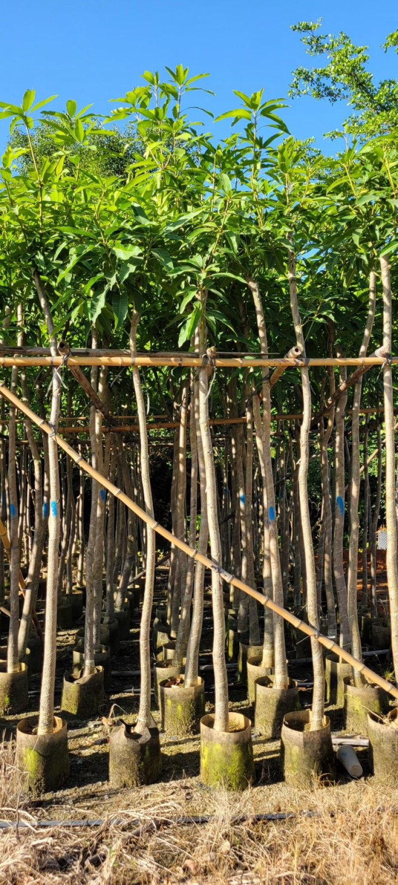 芒果树4～8基地直销规格齐全质量优欢迎来电咨询合作