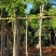 芒果树4～8基地直销规格齐全质量优欢迎来电咨询合作
