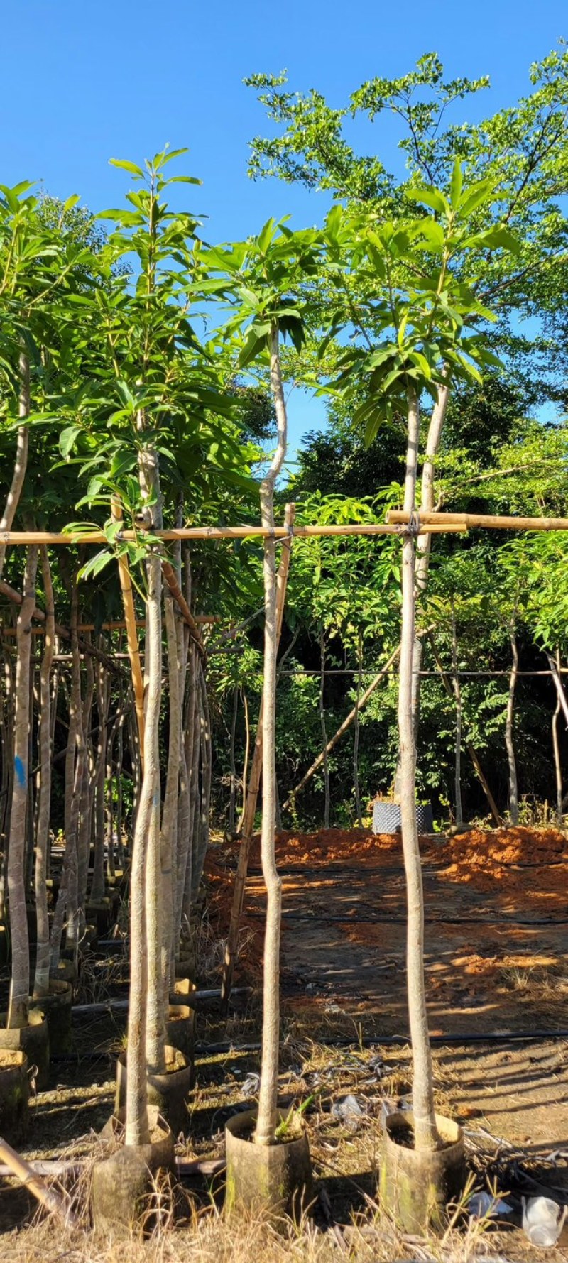 芒果树4～8基地直销规格齐全质量优欢迎来电咨询合作