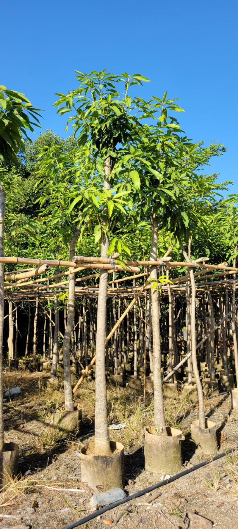 芒果树4～8基地直销规格齐全质量优欢迎来电咨询合作