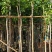 芒果树4～8基地直销规格齐全质量优欢迎来电咨询合作