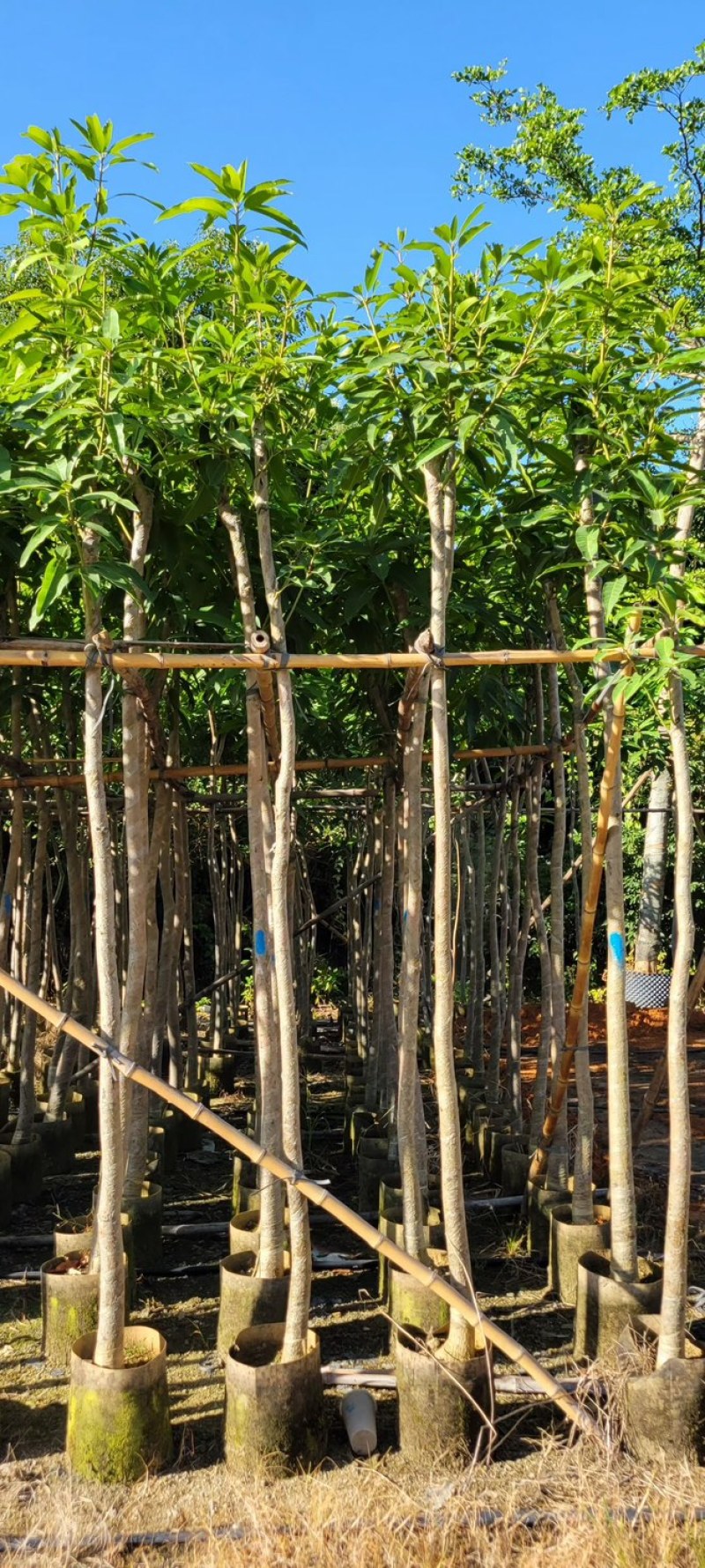 芒果树4～8基地直销规格齐全质量优欢迎来电咨询合作
