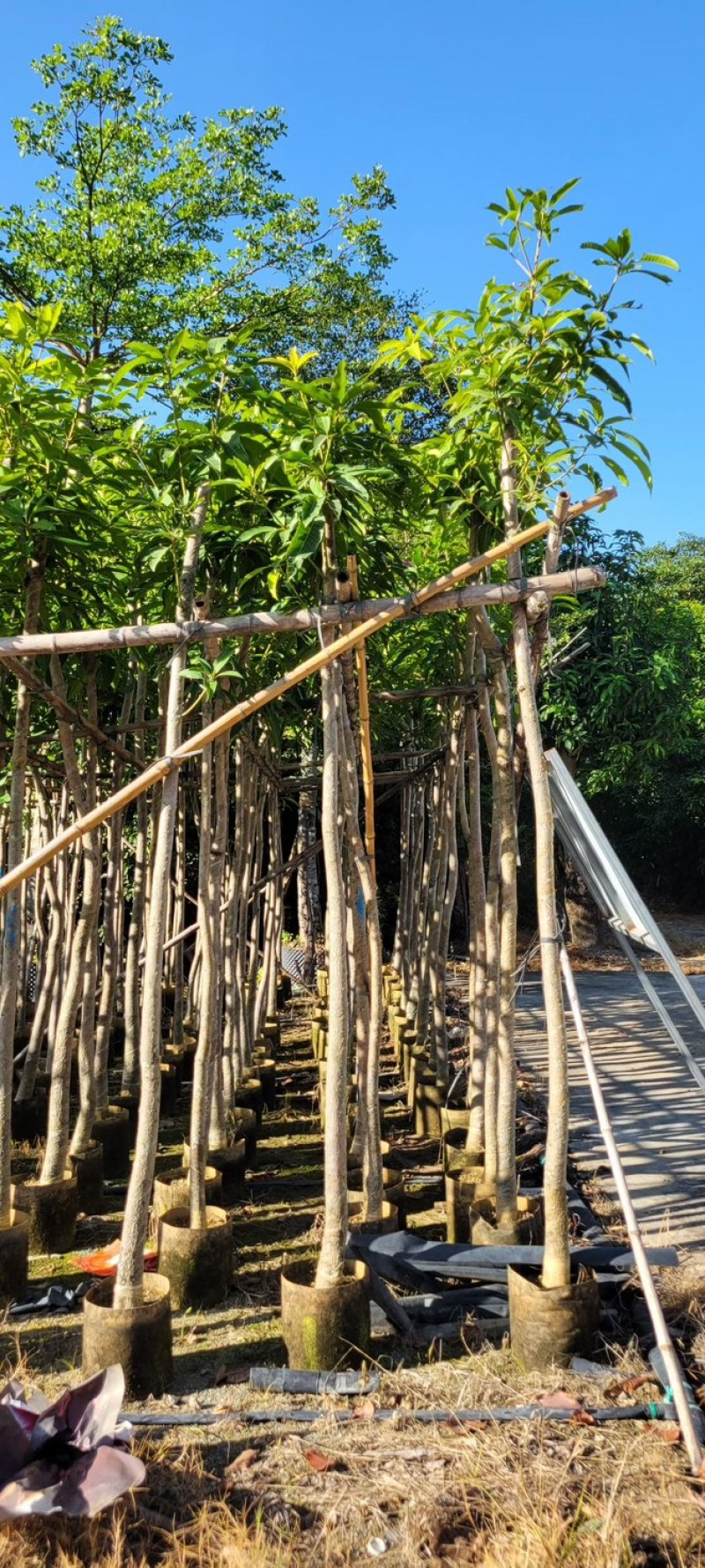 芒果树4～8基地直销规格齐全质量优欢迎来电咨询合作