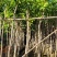 芒果树4～8基地直销规格齐全质量优欢迎来电咨询合作
