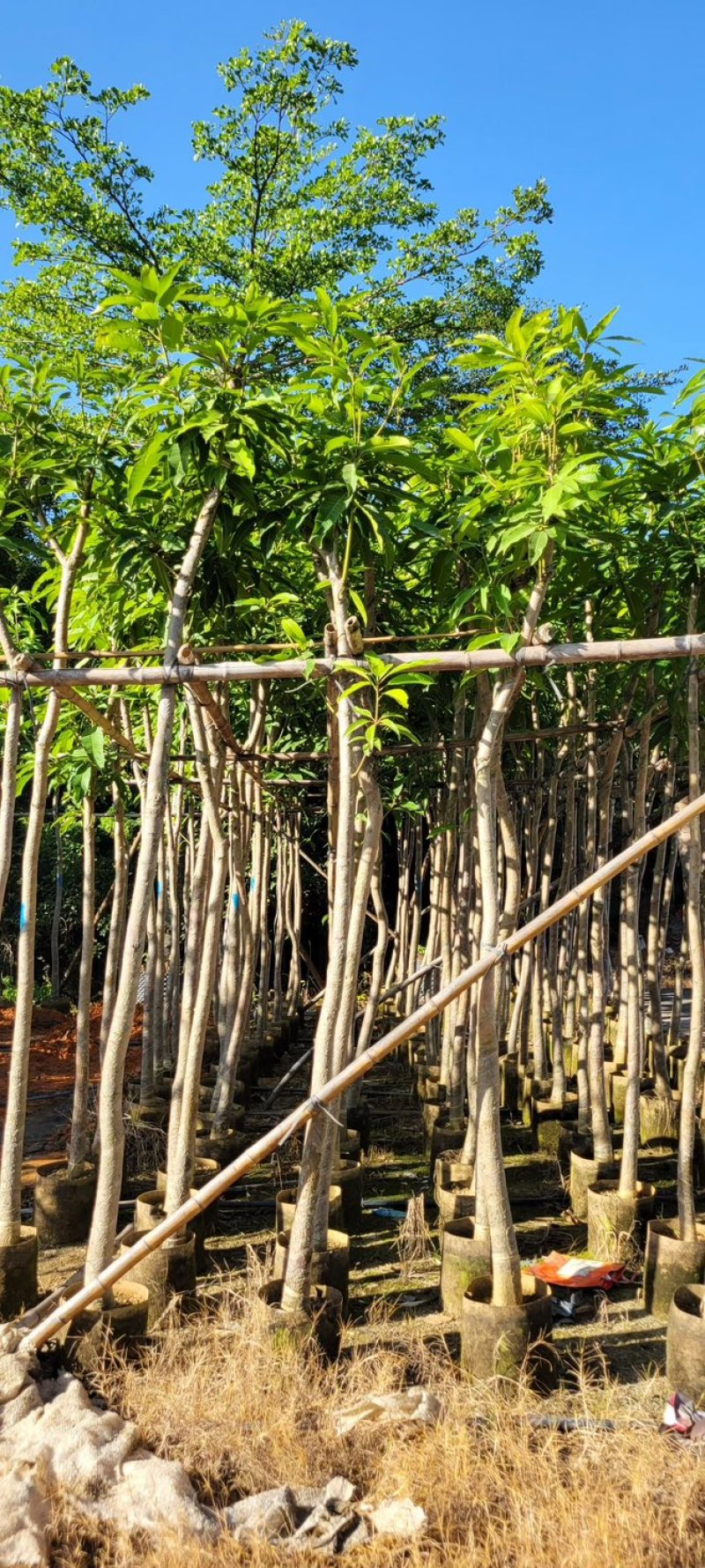 芒果树4～8基地直销规格齐全质量优欢迎来电咨询合作