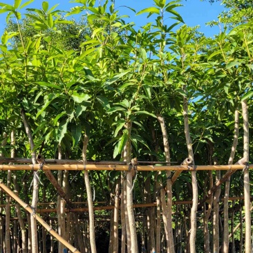芒果树4～8基地直销规格齐全质量优欢迎来电咨询合作
