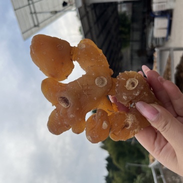 黄精个子姜型多花黄精产地一手货源