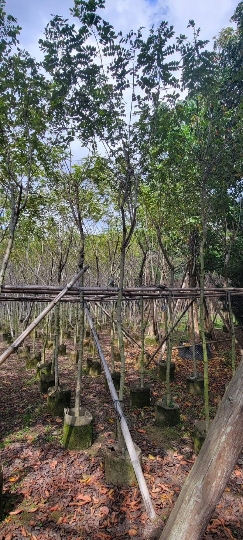 复绿黄花槐4～10公分基地直销规格齐全欢迎来电咨询