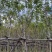 复绿黄花槐4～10公分基地直销规格齐全欢迎来电咨询