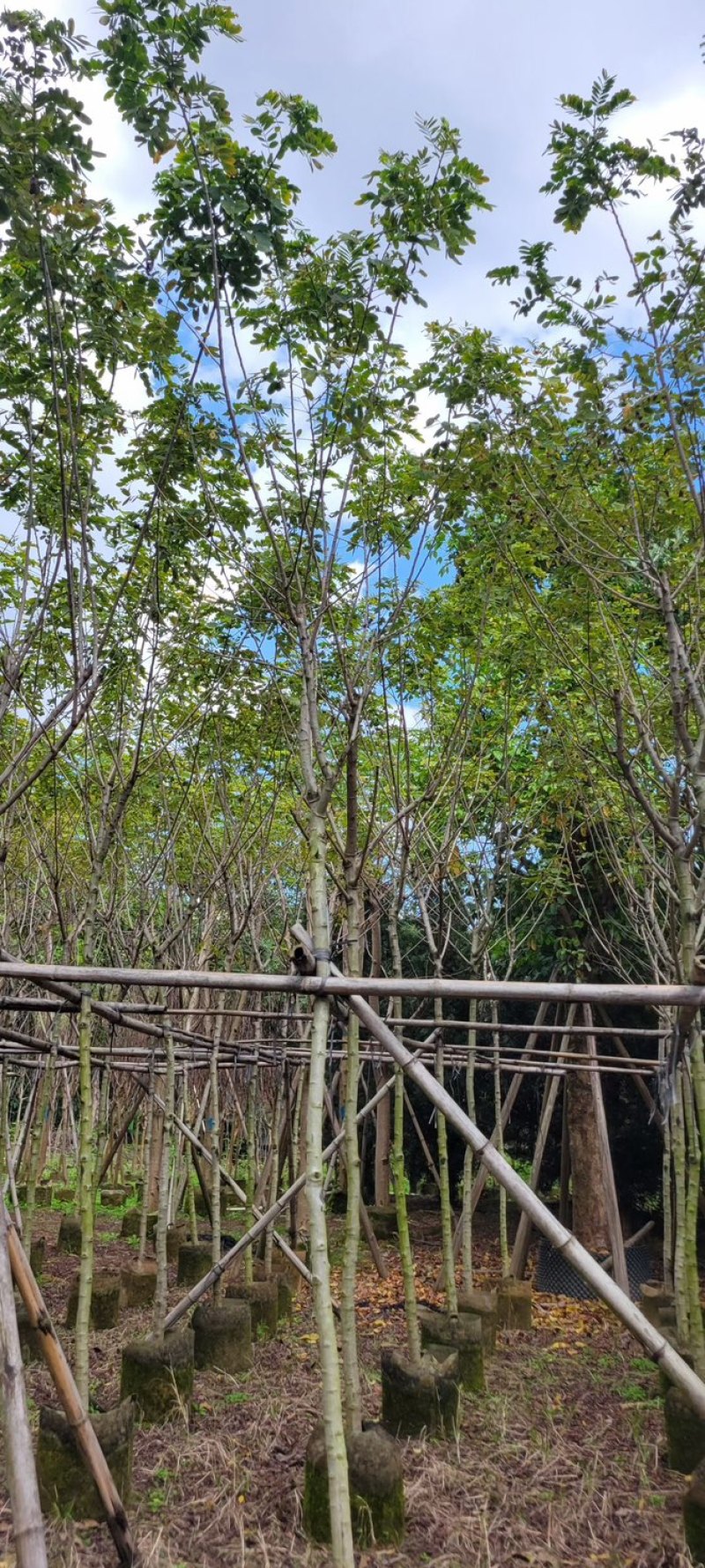 复绿黄花槐4～10公分基地直销规格齐全欢迎来电咨询