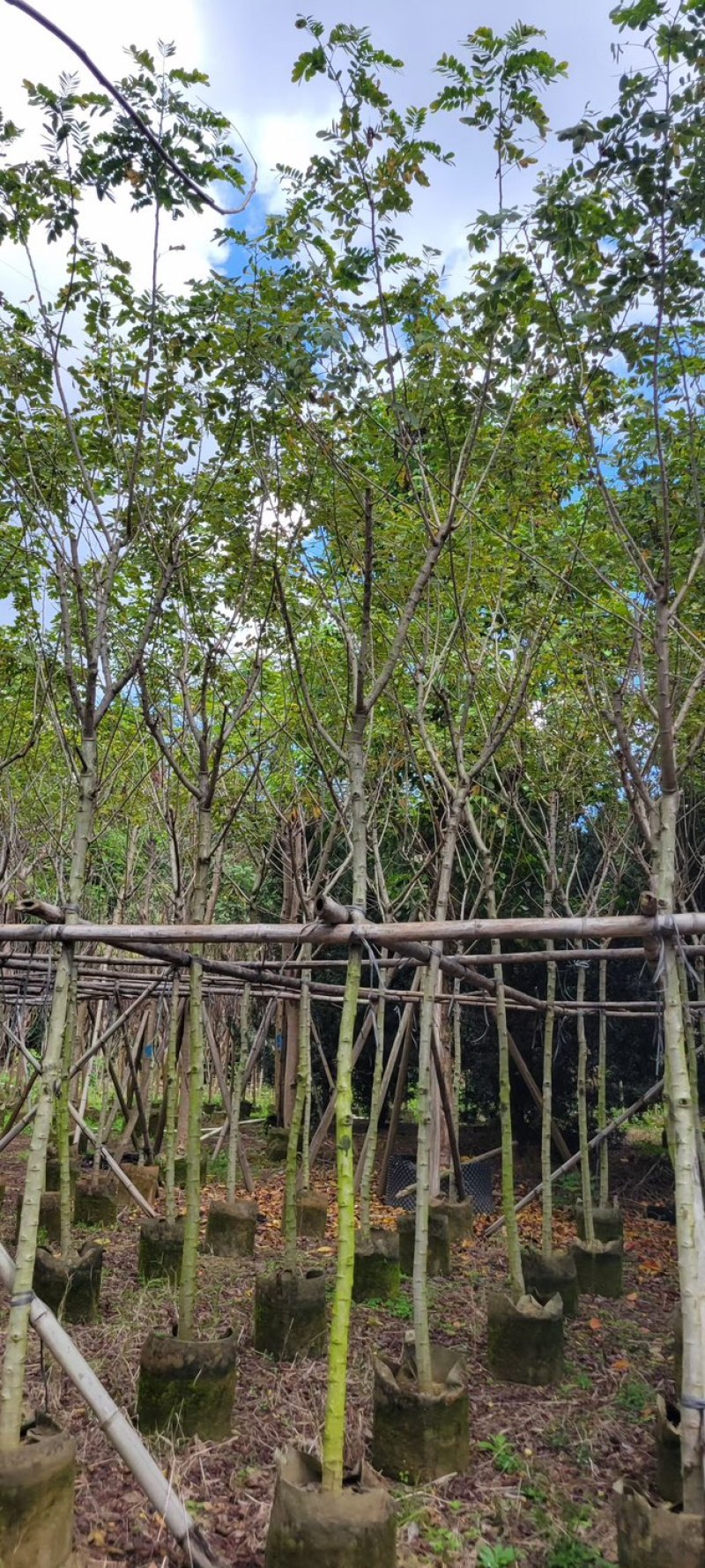 复绿黄花槐4～10公分基地直销规格齐全欢迎来电咨询