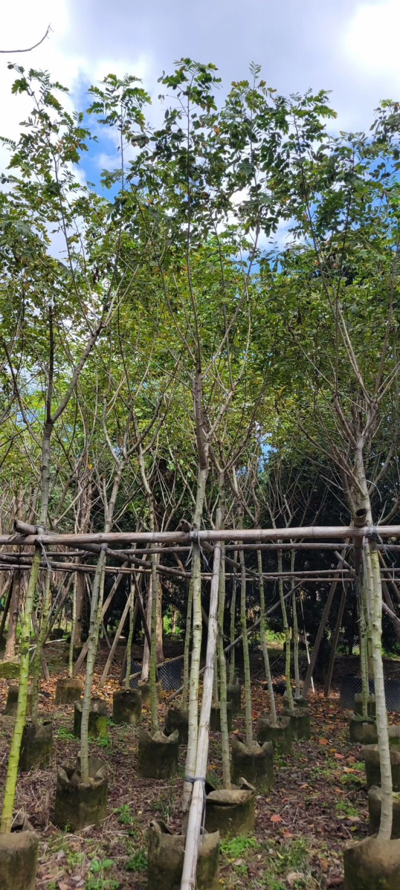 复绿黄花槐4～10公分基地直销规格齐全欢迎来电咨询