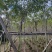 复绿黄花槐4～10公分基地直销规格齐全欢迎来电咨询