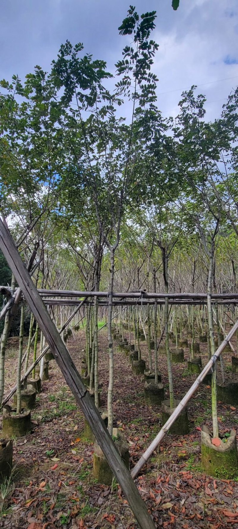 复绿黄花槐4～10公分基地直销规格齐全欢迎来电咨询