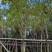 复绿黄花槐4～10公分基地直销规格齐全欢迎来电咨询