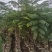 复绿蓝花楹原生苗2～3公分基地直销规格齐全欢迎来电
