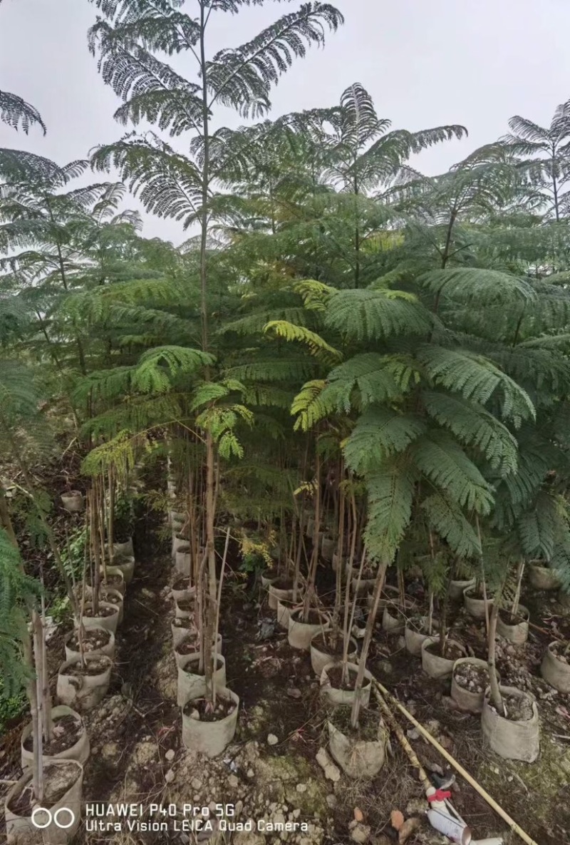 复绿蓝花楹原生苗2～3公分基地直销规格齐全欢迎来电