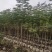 复绿蓝花楹原生苗2～3公分基地直销规格齐全欢迎来电
